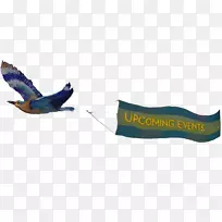 羽毛喙动物.印度辊-空若网 羽毛喙动物.印度辊-空若网