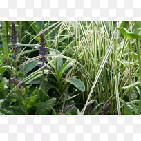 植物群落草-空若网 植物群落草-空若网
