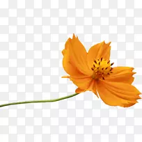 花卉剪贴画-植物花卉创作-空若网 花卉剪贴画-植物花卉创作-空若网