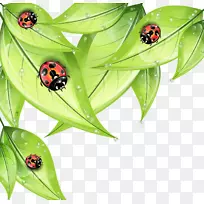 ����ư��-��ͼ-��ͨ����ư����Ҷ-������