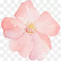 Adobe插画花卉插图-手绘花卉-空若网 Adobe插画花卉插图-手绘花卉-空若网