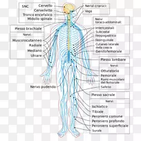 周围神经人体中枢神经系统-脑-空若网 周围神经人体中枢神经系统-脑-空若网