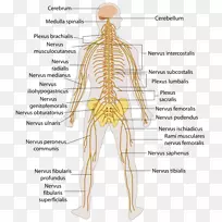 中枢神经系统人体解剖周围神经系统-脑-空若网 中枢神经系统人体解剖周围神经系统-脑-空若网