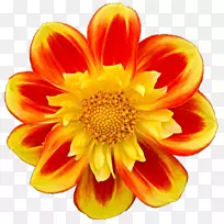 大丽花兰菊切花菊花-空若网 大丽花兰菊切花菊花-空若网