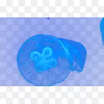 生物圈贴身壁纸-梦想水母-空若网 生物圈贴身壁纸-梦想水母-空若网