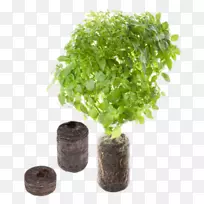 ³ø·¿»¨Ô°Ïã²Ý»¨ÅèÅ£ÖÁ-³ø·¿-¿ÕÈôÍø ³ø·¿»¨Ô°Ïã²Ý»¨ÅèÅ£ÖÁ-³ø·¿-¿ÕÈôÍø