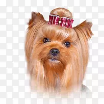 Լ�˿���Ȯ���Ĵ�����˿״��Ȯ���Ĵ�������Ȯ��ŵ������Ȯ��ŵά����Ȯ-С��-������