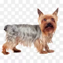 约克郡猎犬澳大利亚丝绸猎犬澳大利亚猎犬凯恩猎犬诺维奇猎犬约克郡-空若网 约克郡猎犬澳大利亚丝绸猎犬澳大利亚猎犬凯恩猎犬诺维奇猎犬约克郡-空若网