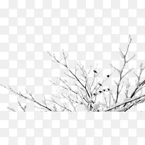 �ȸ�ͼƬ-���ѩ����֦����ȸ����-������