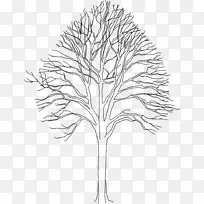 小枝植物茎叶系开花植物-叶-空若网 小枝植物茎叶系开花植物-叶-空若网