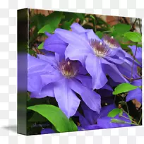 Ƥ�ﻨһ����ֲ��-������-������