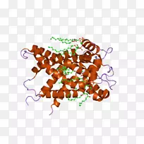 ʳ�������-������