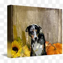 犬种松鼠鼻子问候和纸牌-狗-空若网 犬种松鼠鼻子问候和纸牌-狗-空若网