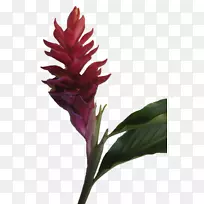 花瓣切花植物茎开花植物-天然花-空若网 花瓣切花植物茎开花植物-天然花-空若网