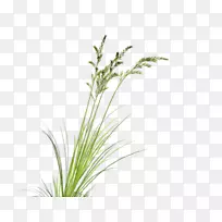 ����ֲ��googleͼƬ�����ļ�-�̲�-������