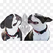 ��ʿ����Ȯ��ֳ���˶��������Ƥ��-������