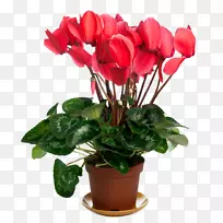 仙客来室内植物紫罗兰花植物-空若网 仙客来室内植物紫罗兰花植物-空若网