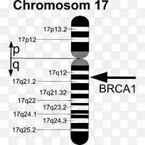 BRCA 1基因突变BRCA 2基因-空若网 BRCA 1基因突变BRCA 2基因-空若网