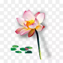 莲藕-空若网 莲藕-空若网