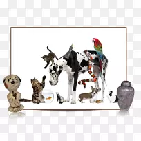 宠物看管狗情感支持动物服务动物狗-空若网 宠物看管狗情感支持动物服务动物狗-空若网