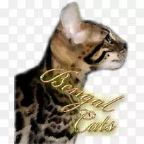 胡须,孟加拉猫毛鼻子-孟加拉-空若网 胡须,孟加拉猫毛鼻子-孟加拉-空若网