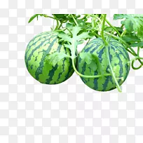 西瓜蔬菜奥格里斯-2大西瓜-空若网 西瓜蔬菜奥格里斯-2大西瓜-空若网