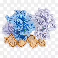 p5 3细胞癌基因蛋白-空若网 p5 3细胞癌基因蛋白-空若网