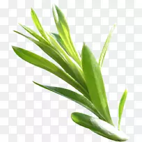 叶绿植物茎绿叶-空若网 叶绿植物茎绿叶-空若网