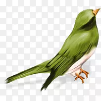 澳大利亚鸟-空若网 澳大利亚鸟-空若网