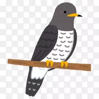 枕头书鸟小布谷鸟普通布谷鸟博客-鸟-空若网 枕头书鸟小布谷鸟普通布谷鸟博客-鸟-空若网