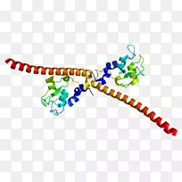 人体珠宝线有机体剪贴画线-空若网 人体珠宝线有机体剪贴画线-空若网