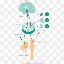 基于证据的针灸保健疗法-神经系统-空若网 基于证据的针灸保健疗法-神经系统-空若网