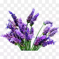 英国薰衣草花薰衣草油植物-空若网 英国薰衣草花薰衣草油植物-空若网