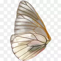 蝴蝶透明和半透明-蝴蝶-空若网 蝴蝶透明和半透明-蝴蝶-空若网