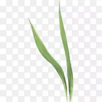 �ݱ�ֲ�ﾥҶ������-������