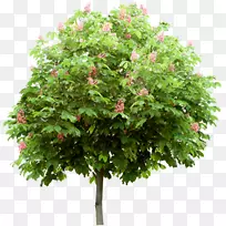 ����-��-������