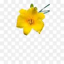 花瓣切花百合花开花植物-空若网 花瓣切花百合花开花植物-空若网