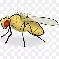 ÆÕͨ¹ûÓ¬»¼ÐÒÕÊõ-²ÔÓ¬-¿ÕÈôÍø ÆÕͨ¹ûÓ¬»¼ÐÒÕÊõ-²ÔÓ¬-¿ÕÈôÍø