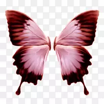 蝴蝶昆虫-蝴蝶-空若网 蝴蝶昆虫-蝴蝶-空若网