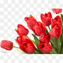 花束桌面壁纸-花-空若网 花束桌面壁纸-花-空若网