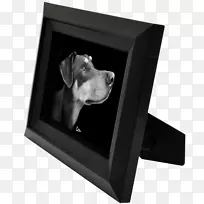 狗画框.狗-空若网 狗画框.狗-空若网