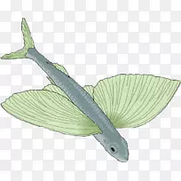 摄影鱼画夹艺术.鱼的长翅膀-空若网 摄影鱼画夹艺术.鱼的长翅膀-空若网