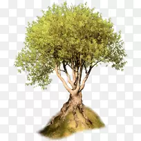 木本植物橡树博客剪贴画-树-空若网 木本植物橡树博客剪贴画-树-空若网