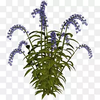 开花植物茎花-空若网 开花植物茎花-空若网