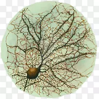 神经元画海马神经科学水彩画.脑水彩-空若网 神经元画海马神经科学水彩画.脑水彩-空若网