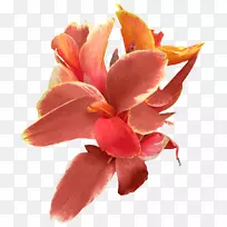 荷兰Canna.是埃及的另一半-空若网 荷兰Canna.是埃及的另一半-空若网