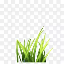 下载google图片拼图草-束草-空若网 下载google图片拼图草-束草-空若网