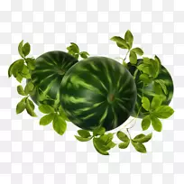 西瓜水果素描.水果和果味-空若网 西瓜水果素描.水果和果味-空若网