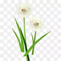 普通蒲公英图-空若网 普通蒲公英图-空若网