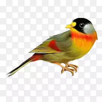 澳大利亚鸟夹艺术鸟-空若网 澳大利亚鸟夹艺术鸟-空若网